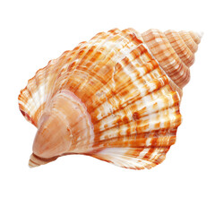 Obraz premium Close-up of a seashell. Detailed spiral shell with warm tones