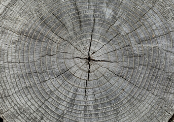 A simple yet powerful image of a tree's internal structure, showing its age through distinct rings.

