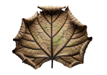 A single, large, deeply wilted and dry leaf with crumbling, aged parchment texture and tattered edges, isolated on a transparent studio background with bokeh, concept of ancient natural artistry and