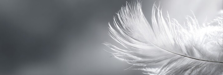 Obraz premium Close-up of a delicate white feather against a soft gray backdrop