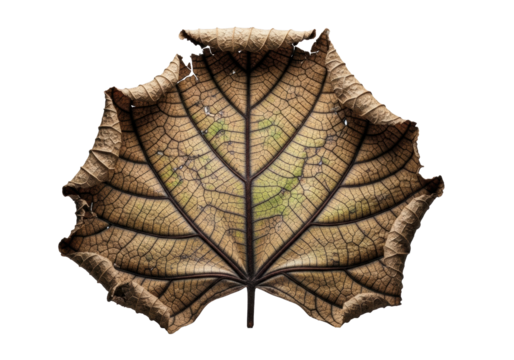 A single, large, deeply wilted and dry leaf with crumbling, aged parchment texture and tattered edges, isolated on a transparent studio background with bokeh, concept of ancient natural artistry and
