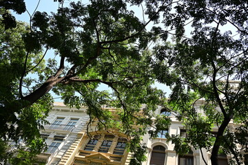 ładna fasada budynku w Walencji za zieloną gałęzią © Miroslaw