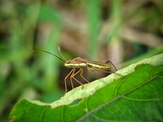 grasshopper on a leaf