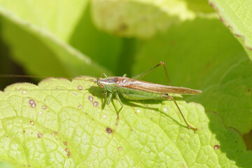 Conocephalus fuscus, the long-winged conehead, family Tettigoniidae, the bush-crickets on a leaf of foxglove. Summer, August, Netherlands.