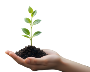 hand holding plant growing from soil in white transparent png background cutout