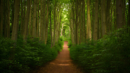 Obraz premium Serene Forest Path: Lush Green Canopy, Sunlight Dappled, Tranquil Nature Scene.