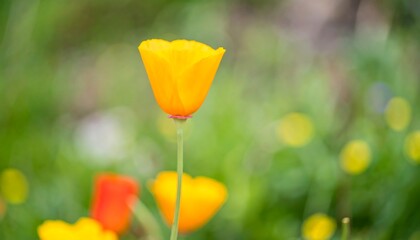 Close-up of a vibrant yellow poppy, soft-focus background