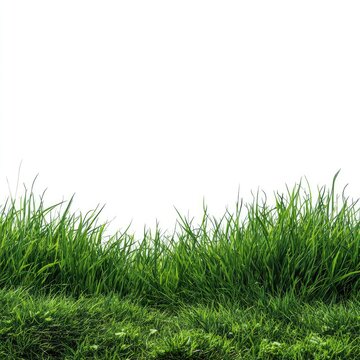 Fresh green grass border against white