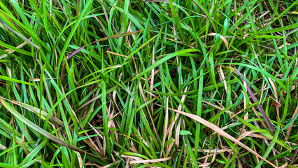 Close-up texture of fresh green grass mixed with dry brown blades, showing natural growth patterns