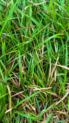 Close-up texture of fresh green grass mixed with dry brown blades, showing natural growth patterns
