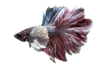 Siamese Fighting Fish, Shot-finned Siamese Fighting Fish ,Beautiful movement Betta splendens 