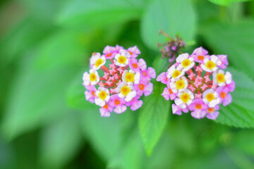 Colorful cluster of tiny flowers blooming in bright green foliage