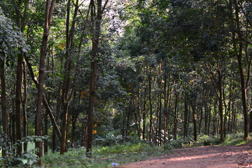 Sunlight shining through pine trees in peaceful forest landscape