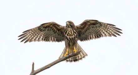 Fototapeta premium A majestic hawk spreads its wings wide while perched on a bare branch against a white sky.