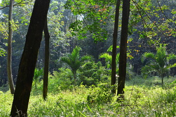 Sunlit clearing in dense green forest with tall leafy trees