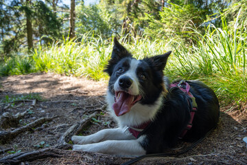Happy Border Collie lying in a forest on a sunny day