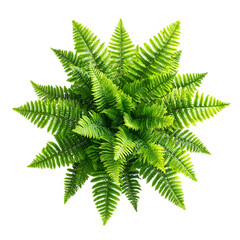 Fern plant on transparent background