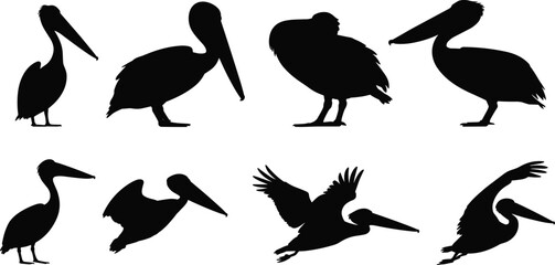 Pelican, silhouette, bird, flying, diving, standing, wildlife, black, vector, pose, nature, animal