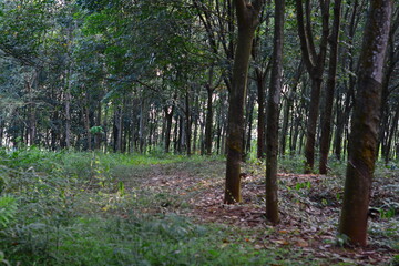Forest scene with dense trees and sunlight filtering through leaves