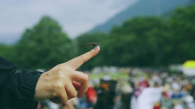 フェス　トンボ
