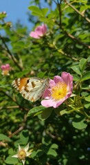 Close up of butterfly on pink flower with green leaves and blue sky in the background outdoors