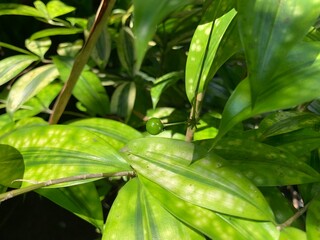 Obraz premium rain drops on a leaf