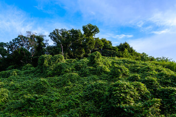 青空に映える新緑
