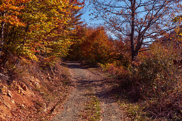Autumn colored trees and countryside landscape scenery.