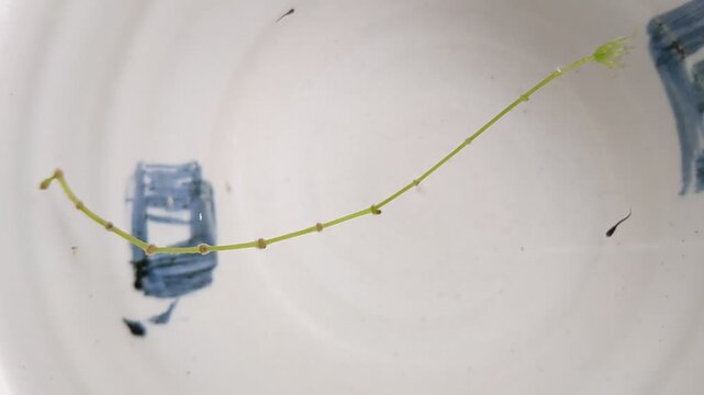 juvenile of Japanese killifish swimming in a rice bowl