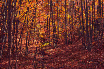Autumn colored trees and countryside landscape scenery.
