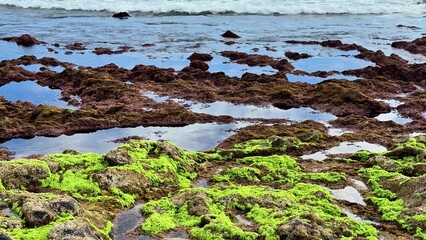 Explore the captivating beauty of tide pools filled with vibrant algae by the calm ocean waves lapping the shore