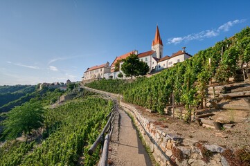 View of the Paradise Vineyard in Znojmo, with the tower of the Church of St. Nicholas in the background, a sunny August afternoon