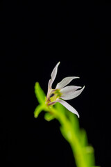 Flower of perennial Chinese creeping lobelia (Lobelia chinensis) in Japan in summer