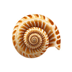 Obraz premium Golden Spiral Shell: A detailed and captivating close-up shot of a spiral seashell, highlighting the natural beauty and intricate patterns within its structure.