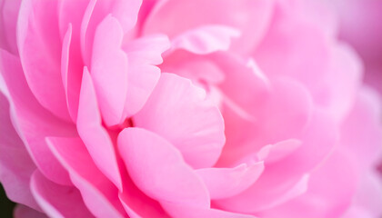 Obraz premium Close-up view of a delicate pink rose, showcasing soft petals and a blurred background.