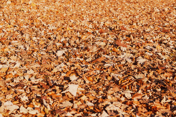 Autumn carpet of fallen bright multi-colored leaves.
