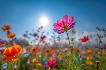 Obraz premium Vibrant colorful flowers in a field, bright sunlight, clear blue sky