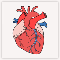 Anatomical human heart vector illustration. Detailed medical diagram of the cardiovascular system for cardiology and science. Biology organ with aorta, veins, and arteries.