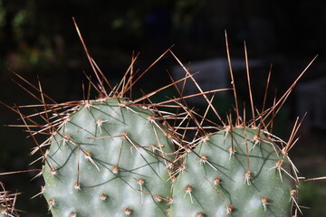 kaktus opuncja  Opuntia polyacantha var. juniperina DJF1631 Oettingen lachsrosa Klon © Perovskia