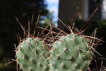 kaktus opuncja  Opuntia polyacantha var. juniperina DJF1631 Oettingen lachsrosa Klon © Perovskia