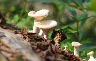 A group of mushrooms are growing on a log