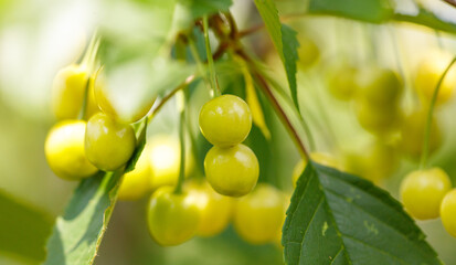 A bunch of green cherries hanging from a tree