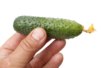 A hand holding a cucumber with a green stem