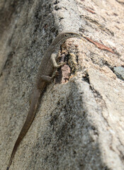A lizard is on a rock