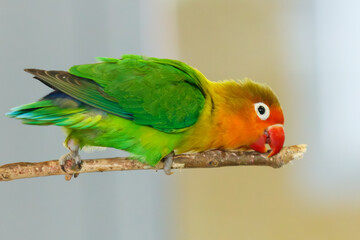 A green and yellow bird is perched on a branch