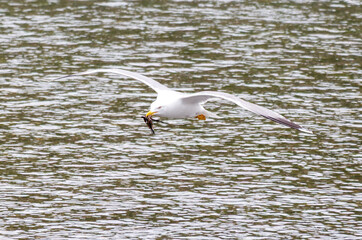 A seagull bird in flight over water