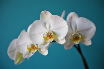 Delicate white orchid flowers blooming on a stem isolated on white background
