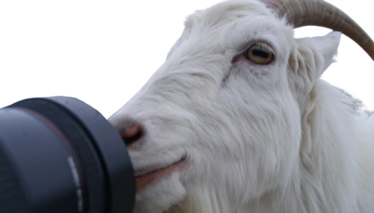 Goat curiously sniffing a camera lens isolated on white background. Png