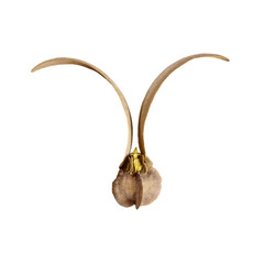 Shorea seed or Dipterocarpus seed isolated on white