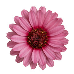 Pink Osteospermum Flower: Close-up Macro Photography
